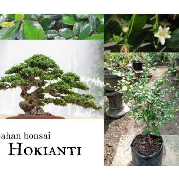 Bahan bonsai hokianti