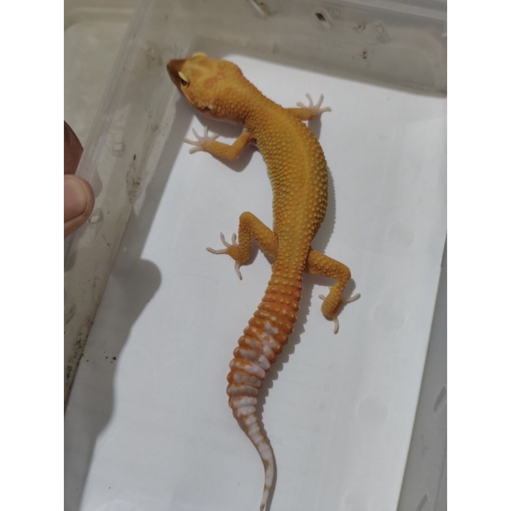 mainan leopard gecko tremper emerine rs red stripe