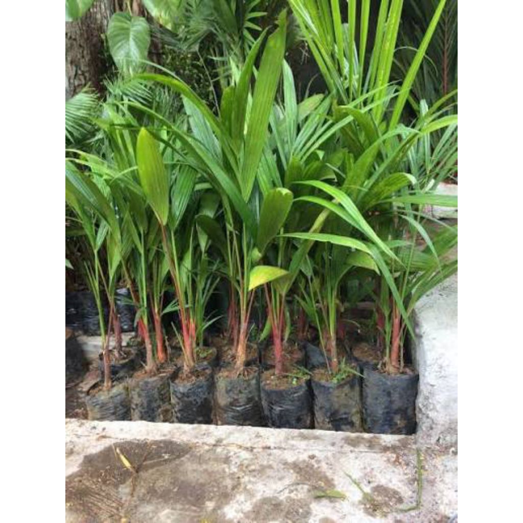 bibit tanaman palem merah 50 cm tanaman palem merah