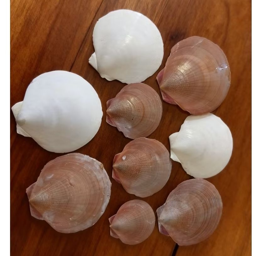 Cangkang kerang simping merah putih