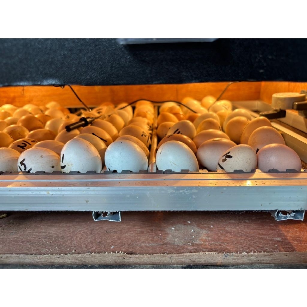 Telur tetas ayam Elba Petelur (Telur Fertil)