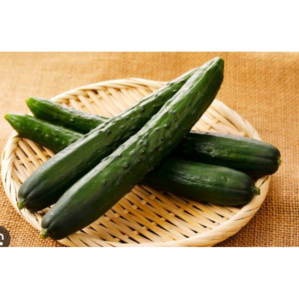 Benih Timun Jepang 10 Biji - Kaya Nutrisi, Anti-Inflamasi, dan Diet Sehat