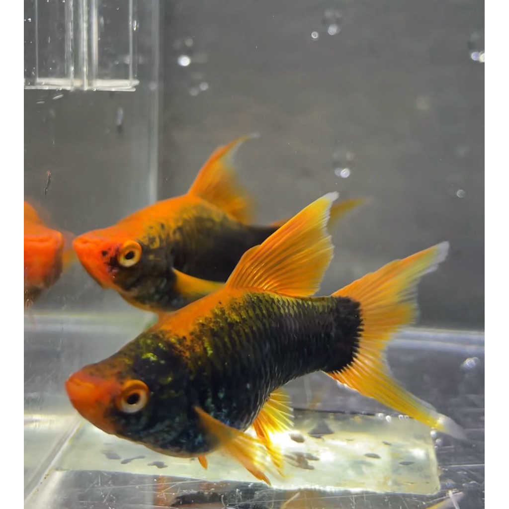 Platy Hamburg lyretail highfin