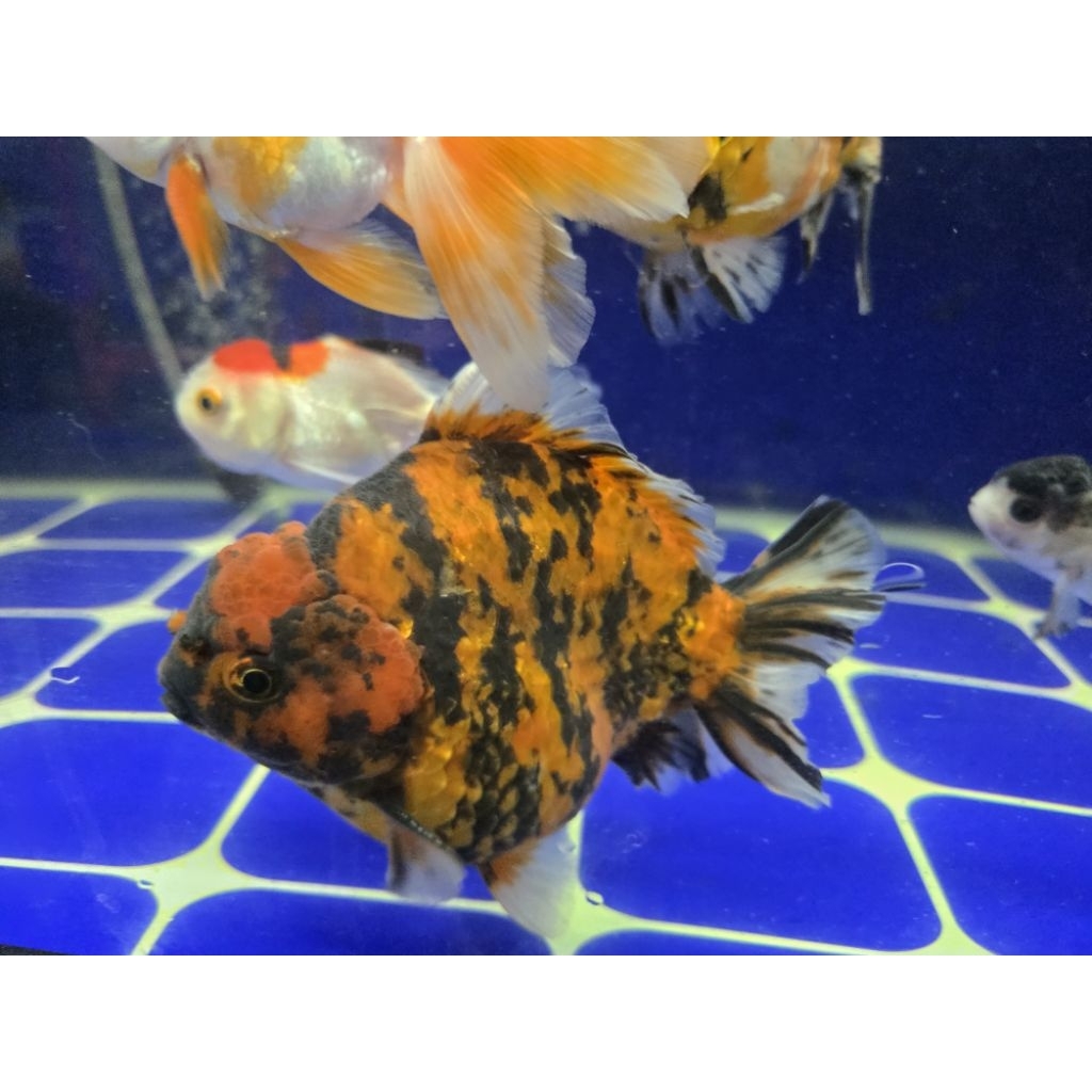 KOKI ORANDA CALICO JUMBO JENIS ORANDA SHORT TAIL (OST) kualitas SUPER 12-15CM