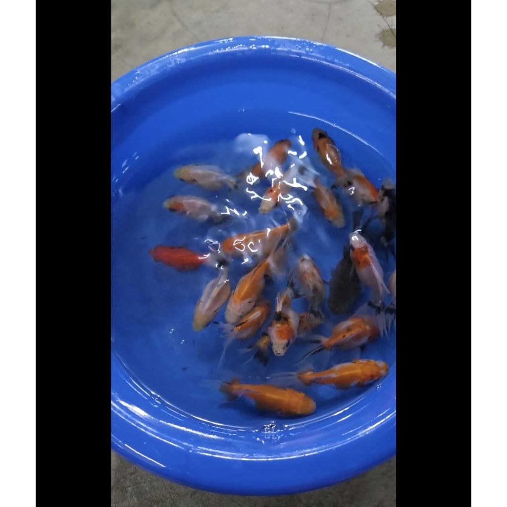 KOKI ORANDA PANDA TRICOLOUR CALICO MERAH PUTIH HITAM size 567 berkualitas