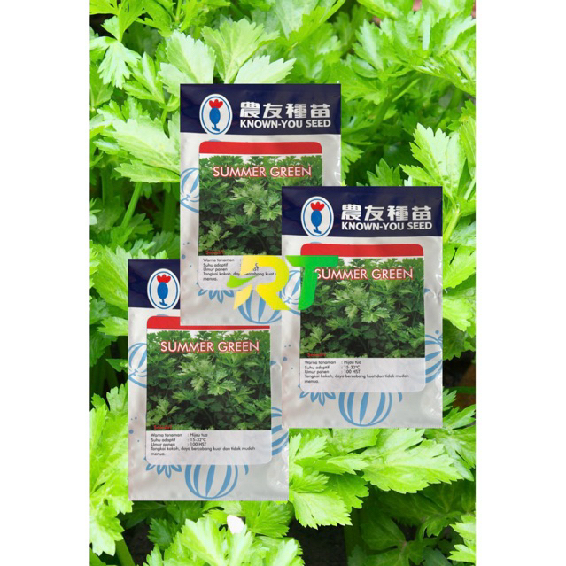 BENIH SELEDRI SUMMER GREEN
