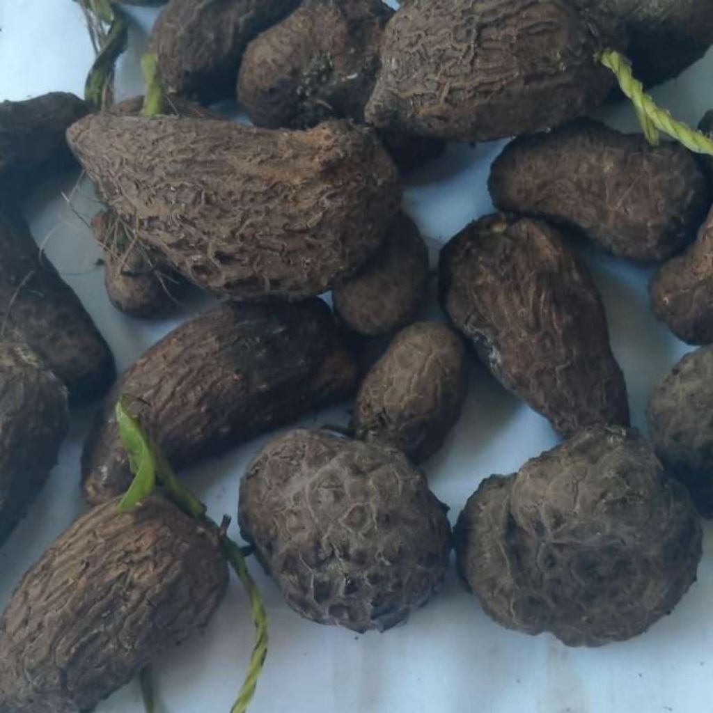 paket 5 bibit uwi putih, bibit tanaman uwi putih.