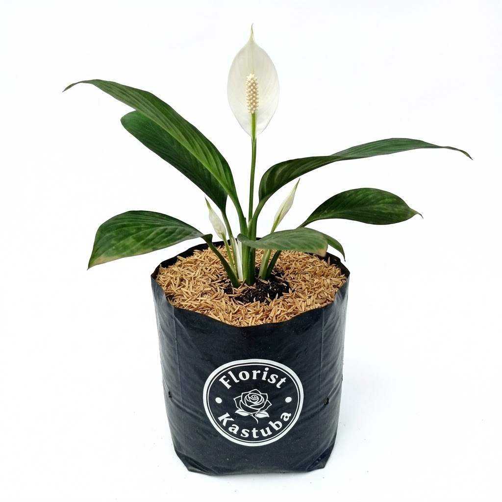 Tanaman Hias Peace Lily Bangkok Bunga Putih Elegan Pohon Hidup Indoor - Florist Kastuba