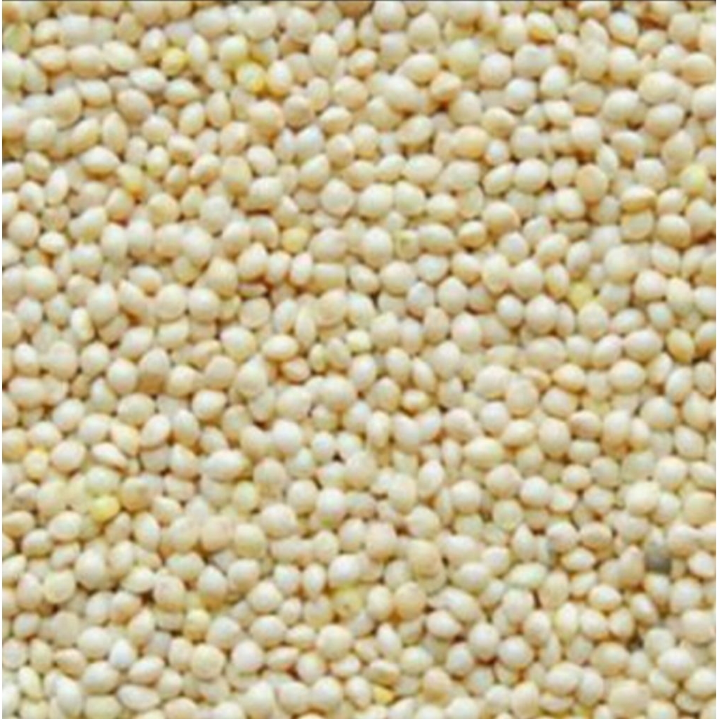 Jewawut/Milet Putih Biji Makanan Burung Love Bird, Kenari, Dan Lainnya Bisa Cod