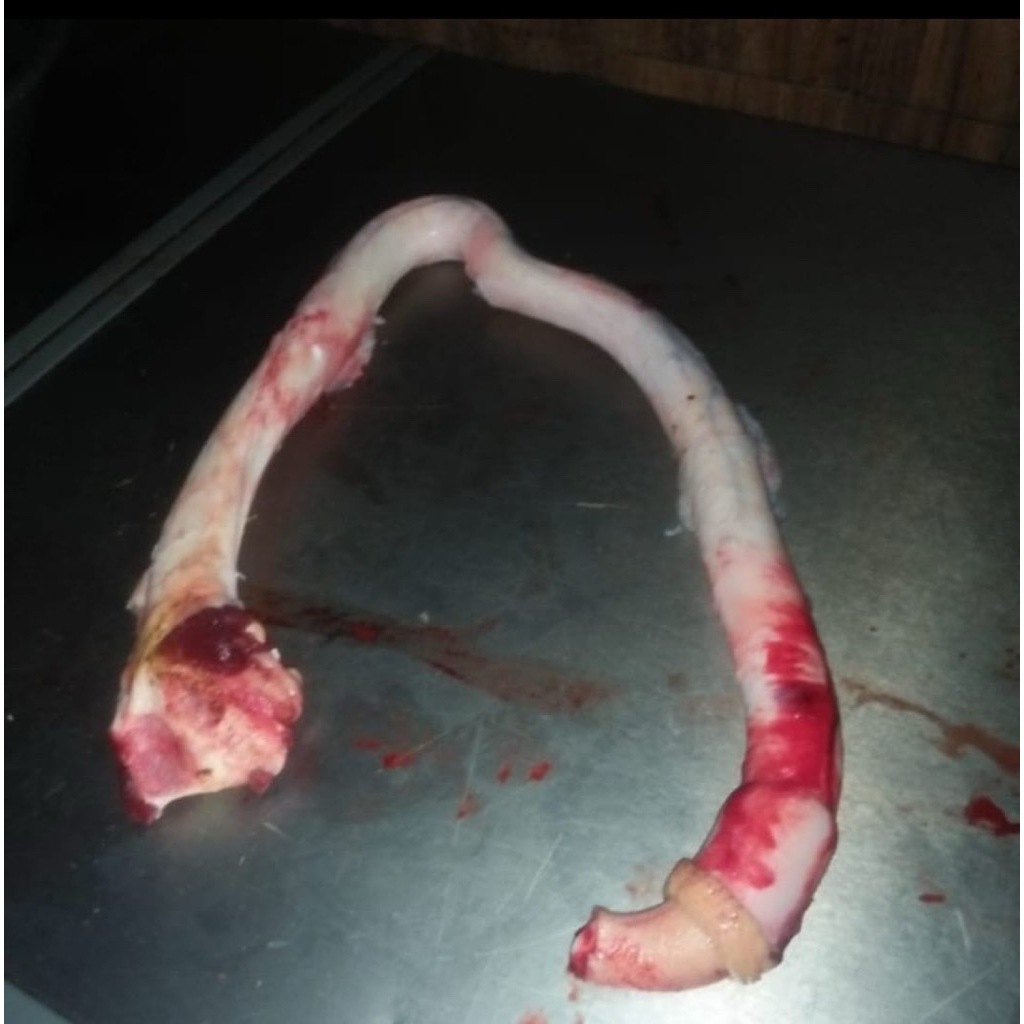 penis sapi