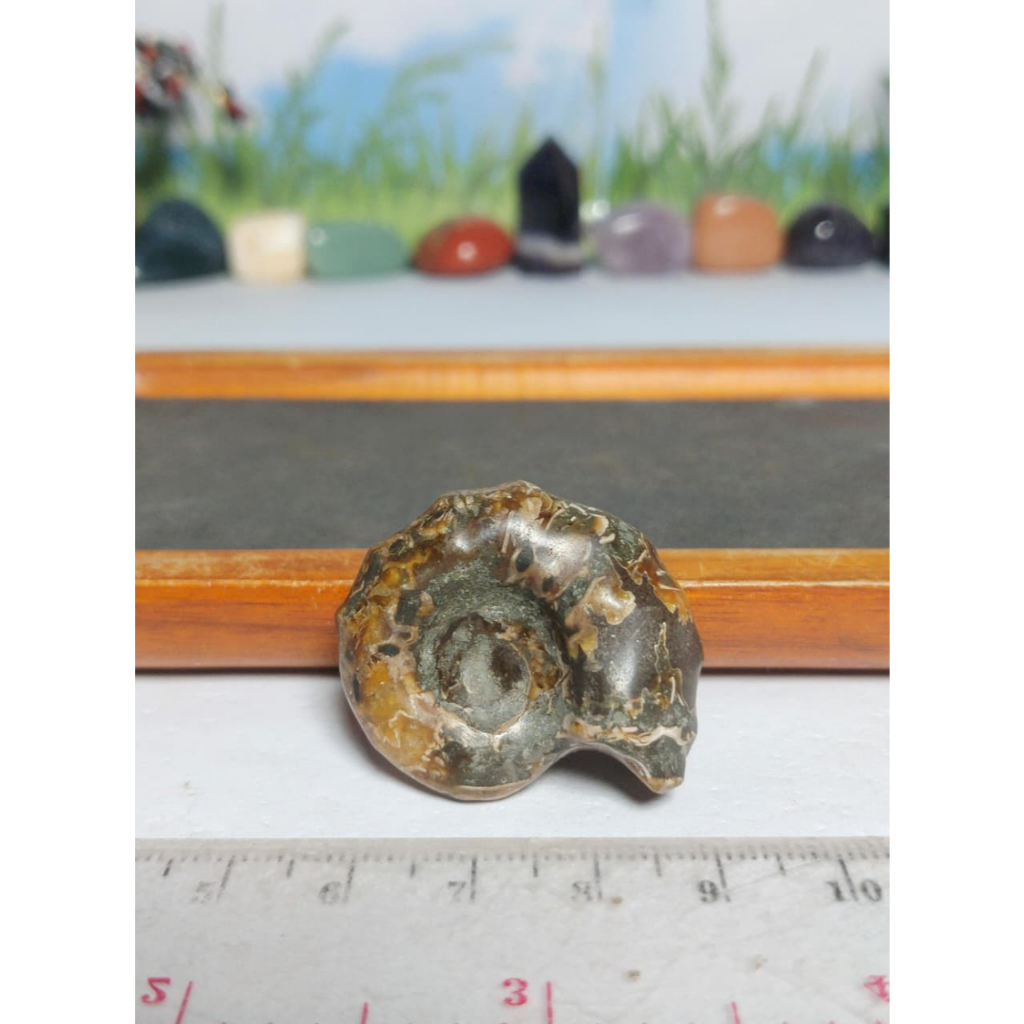 Batu Horn Ammonite Fossil Keong Natural (10)