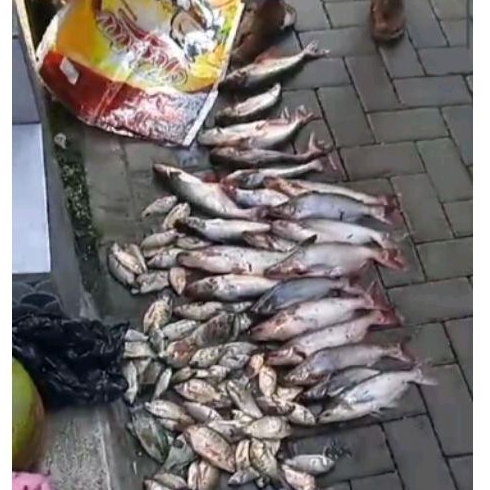 umpan pancing pelet premium rh3 umpan pelet ikan patin,ikan mas, ikan nila dan semua ikan air tawar