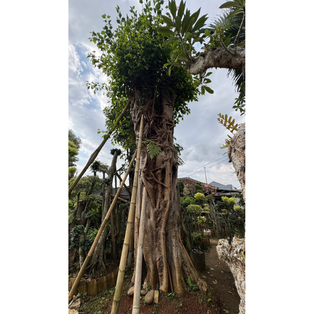 pohon bodhi tree besar