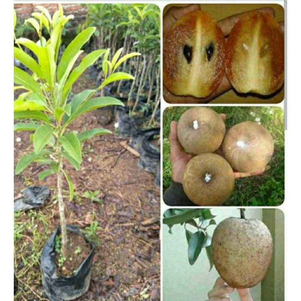 sawo jumbo mexico full media