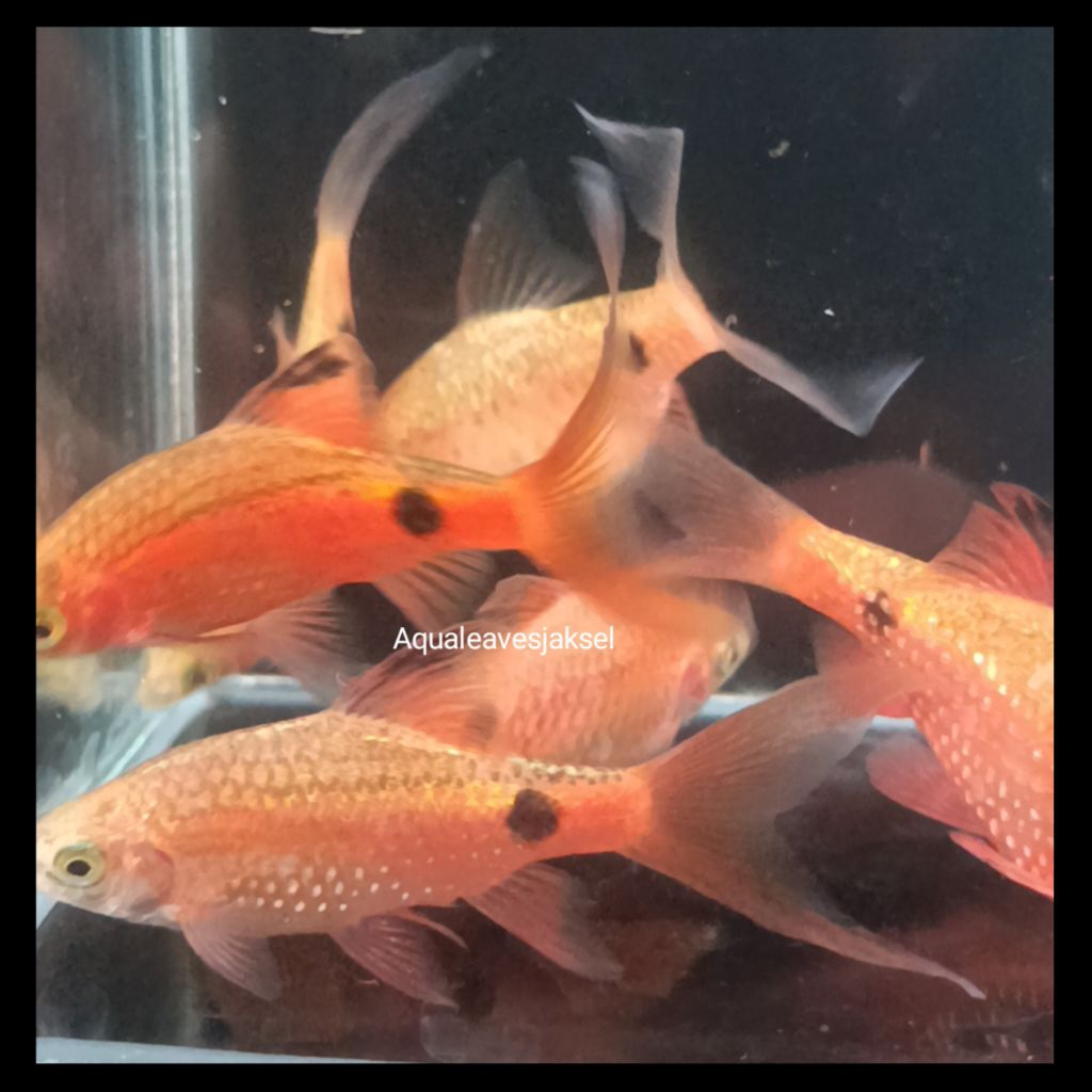 ikan barbir red slayer