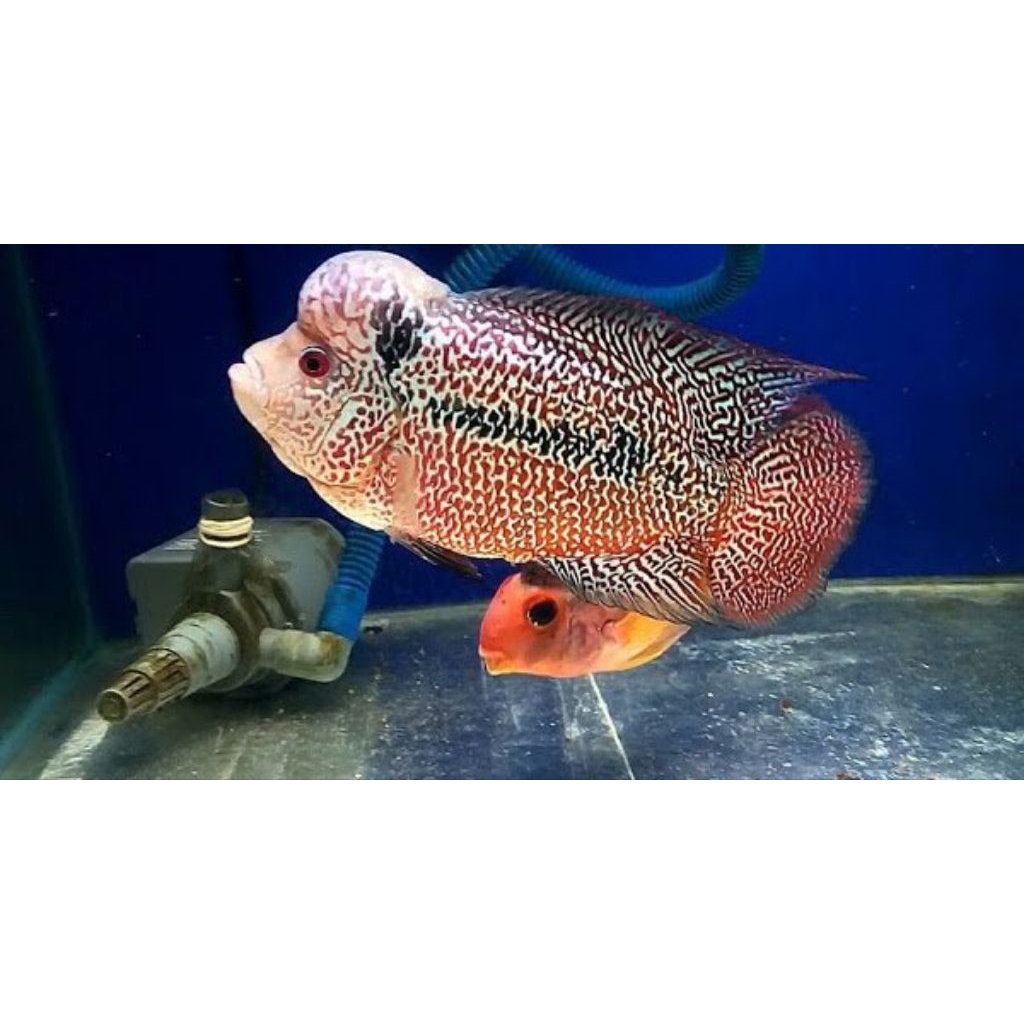 LOUHAN CENCU MUTIARA GRADE A