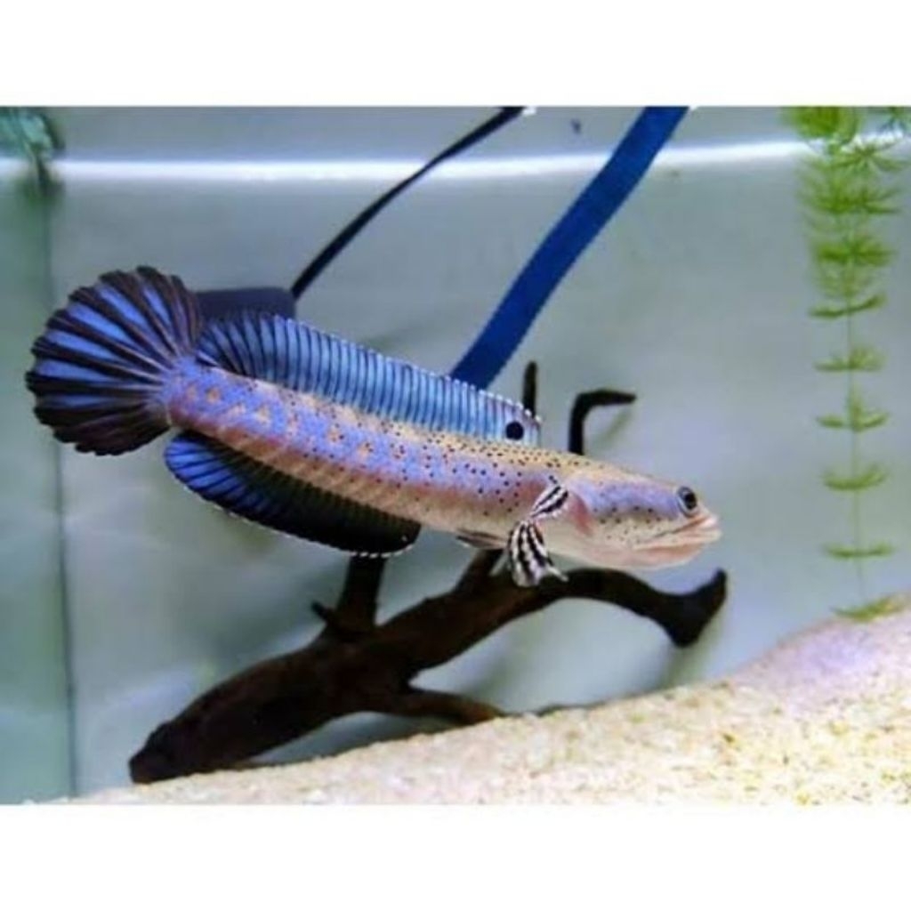 Ikan Channa Blue Pulchra Ukuran 9-10cm, Warna Biru Cerah, Aktif & Galak