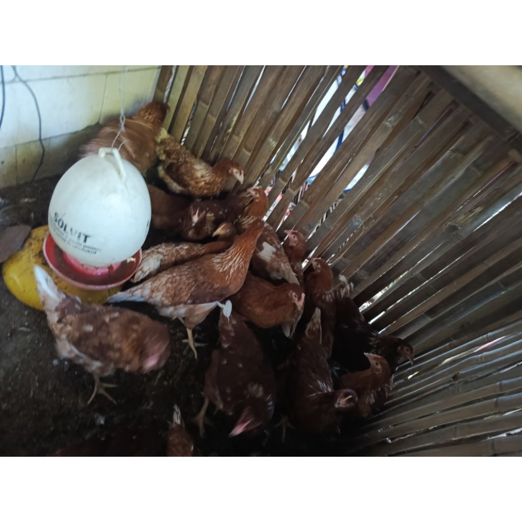 ayam petelur pullet layyer