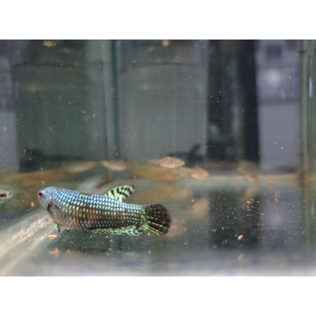Female Wild Betta Alien Hybrid Green Size L (BESAR)