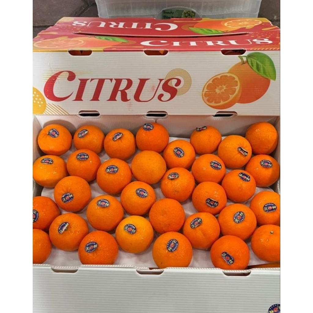 JERUK WOKAM MANDARIN