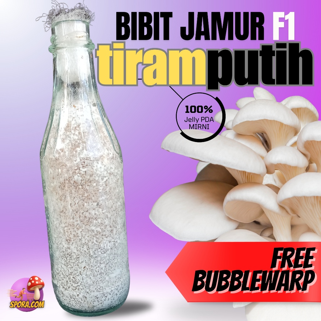 Bibit Jamur F1 Tiram Putih Berkualitas
