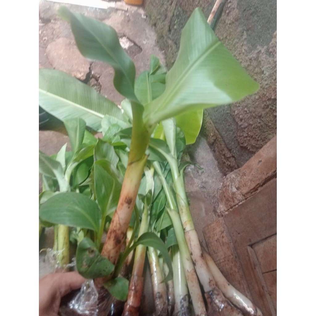 BIBIT PISANG AMBON LUMUT SUPER MANIS SISIRAN PISANG BNYAK