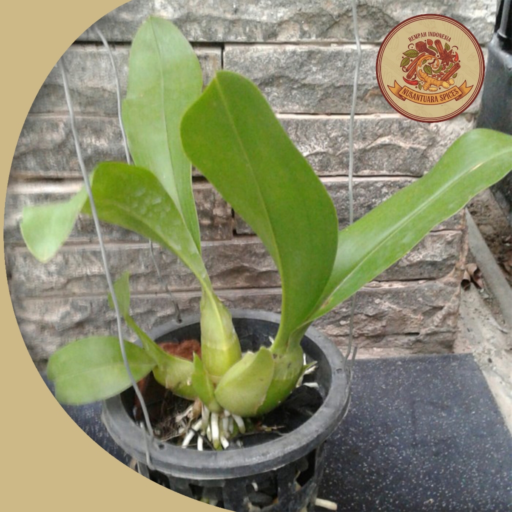 Anggrek Grammatophyllum Martae Seedling Dewasa