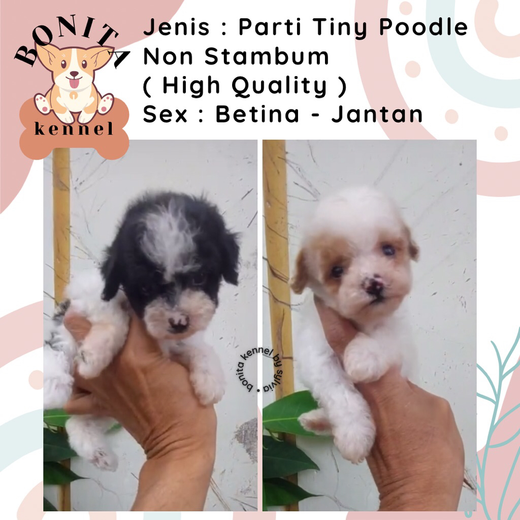 Parti Toy Tiny Poodle Non Stambum Anak Anjing Poodle Abu Jantan Betina