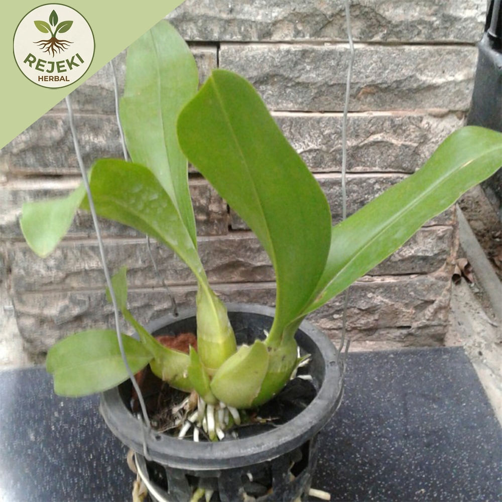 Anggrek Grammatophyllum Martae Seedling Dewasa