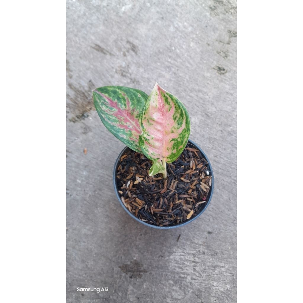 Aglonema Nusantara (Size Baby)