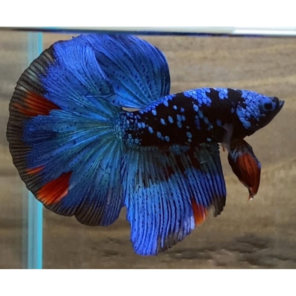 Halfmoon AVatar Blackstar