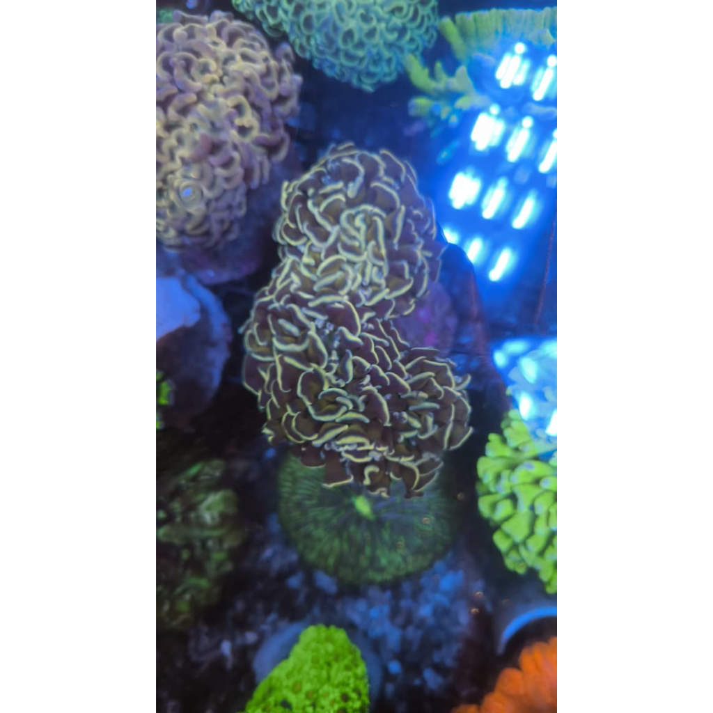 Koral / Coral Siwalan Oren