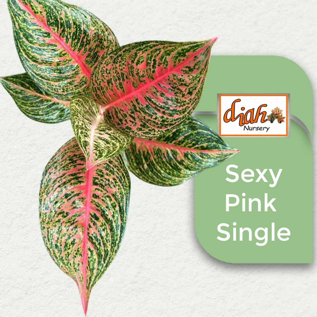 Tanaman Hias Daun Cantik Interior eksterior – Aglonema Sexy Pink Single Subur Siap Pajang Koleksi Ru