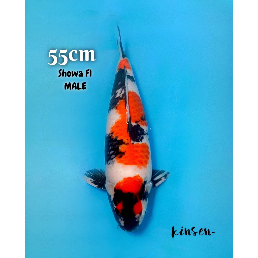 Koi Showa F1 M55cm Breed Irvan Iji JANTAN Body Tebal Pangkal Ekor Tebal Good Patern Very High Qualit