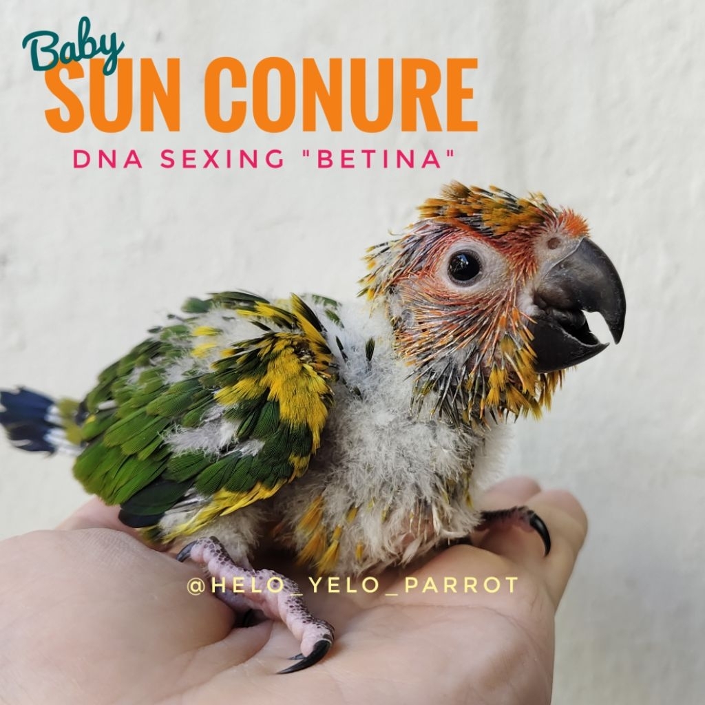 Sun Conure / Sunconure DNA Sexing