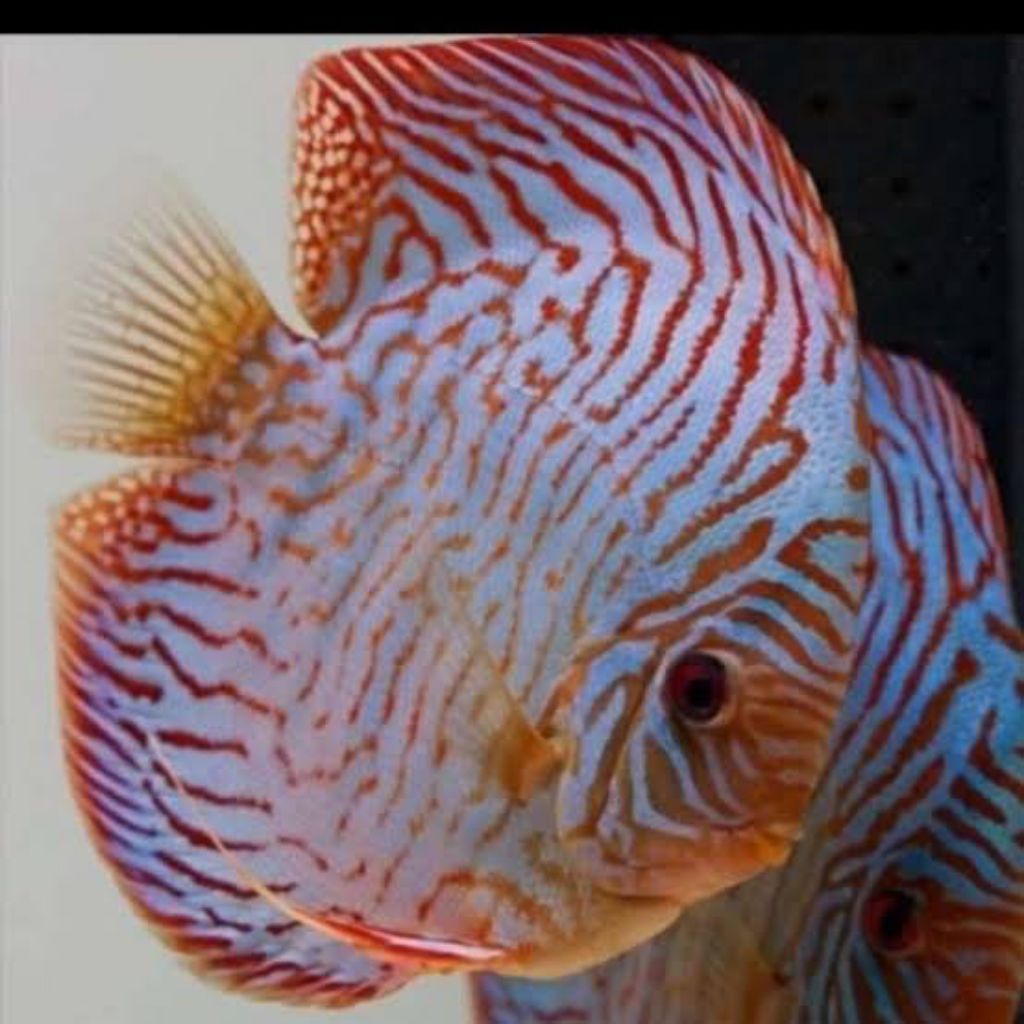blue tiger mozaik best hiasan aquarium discus
