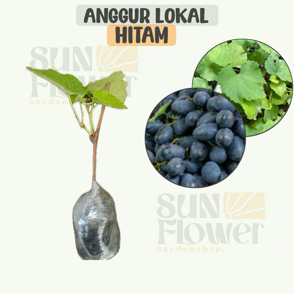 bibit anggur lokal hitam hidup
