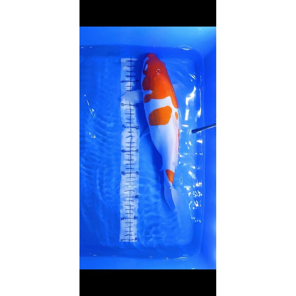 PROMO HIASAN KOLAM/KOHAKU DOITSU 35UP