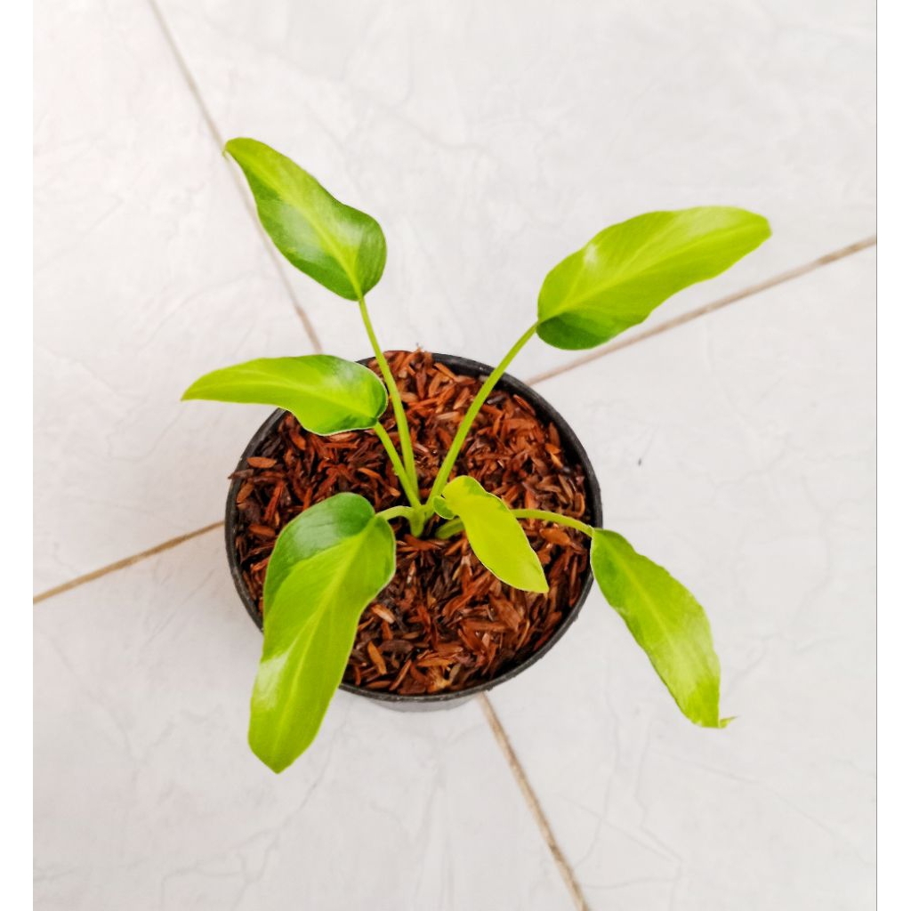 xanadu golden varigata