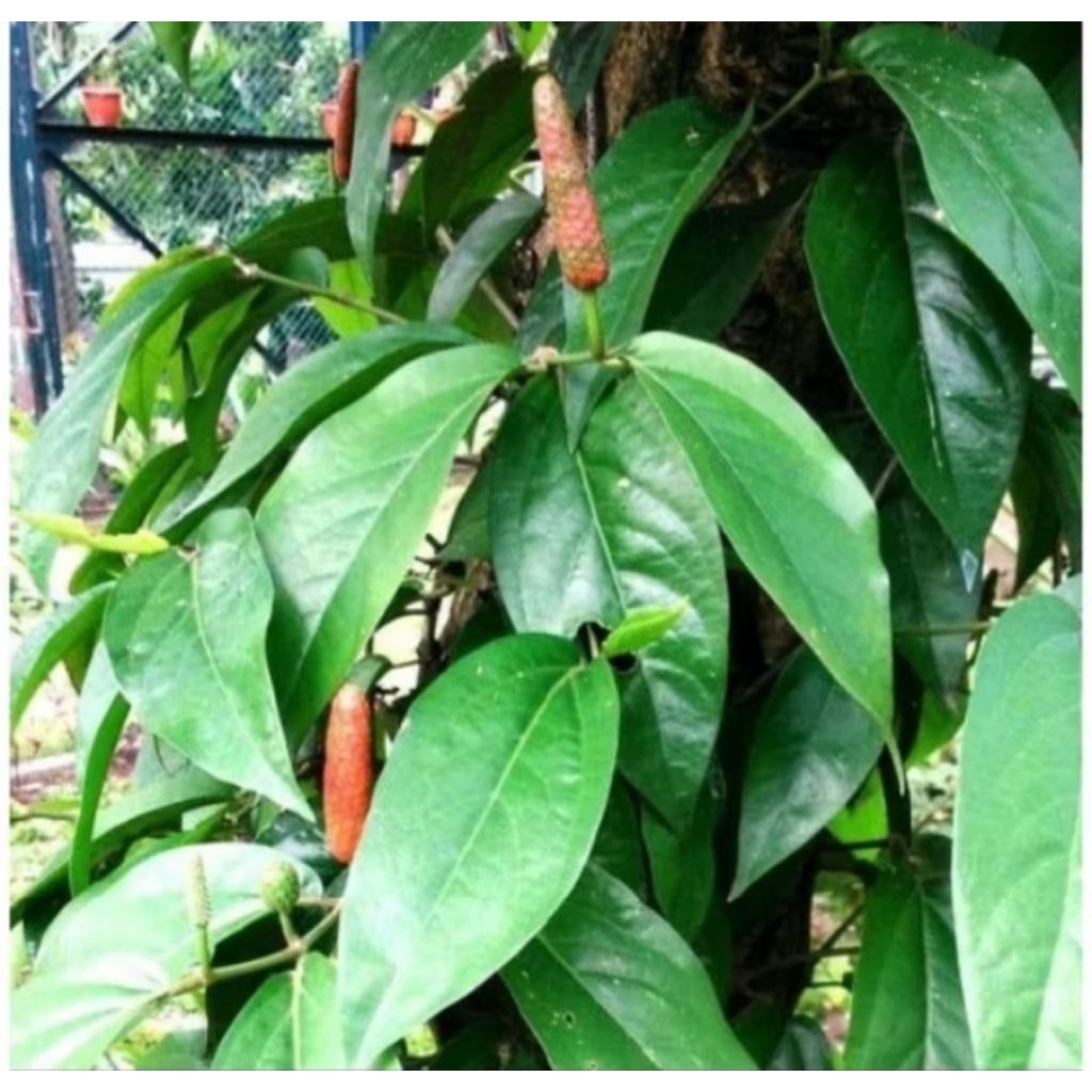 cabe Jawa kering