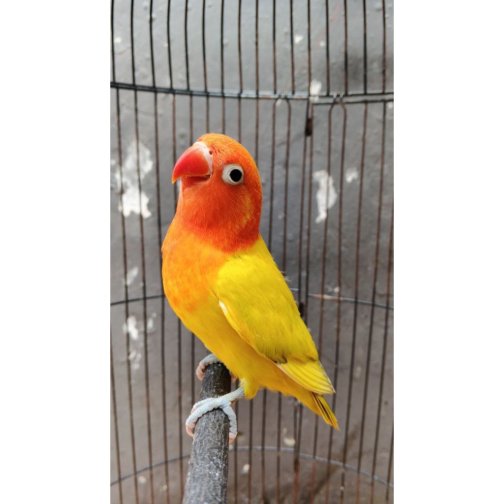 burung Lovebird biola pied paud
