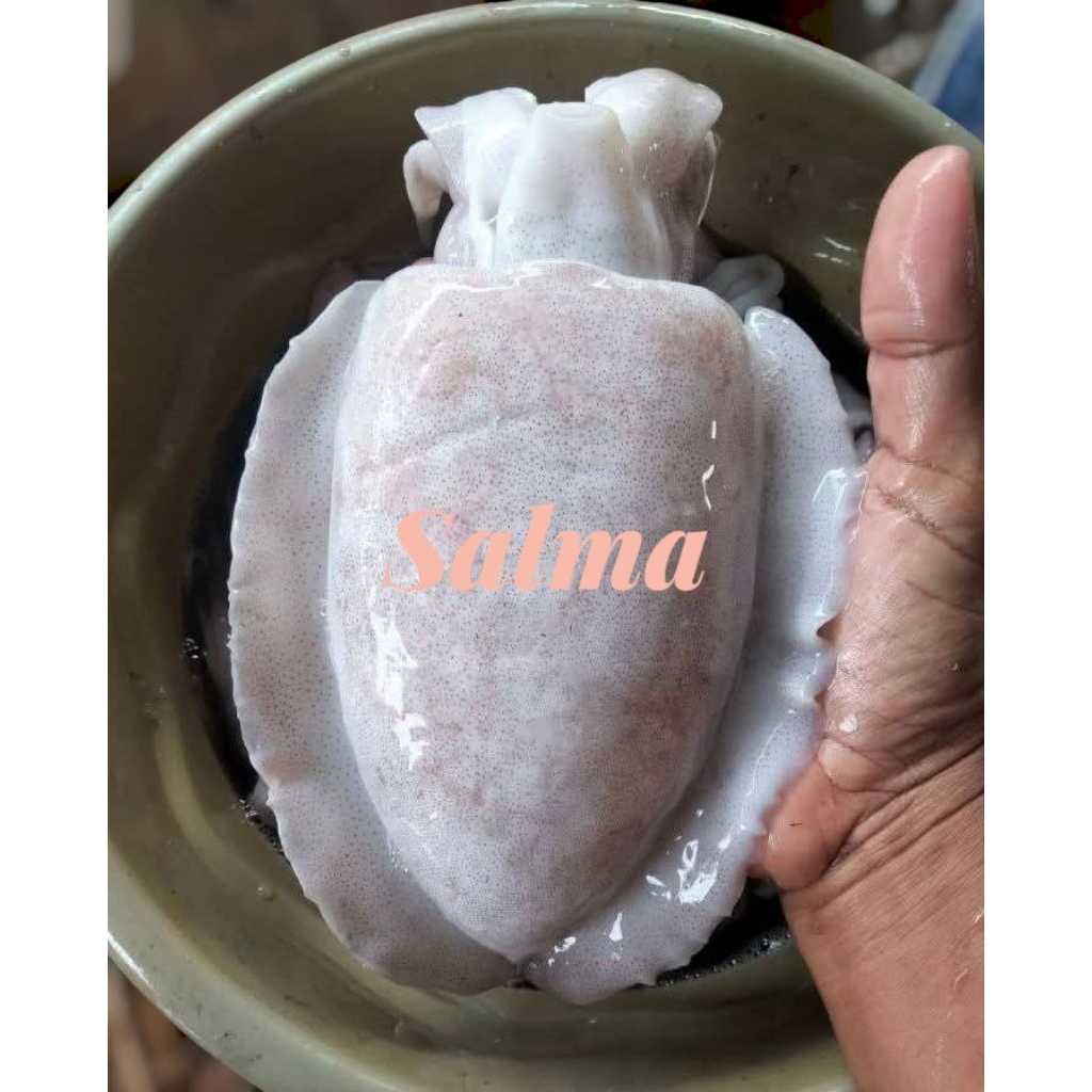 cumi sontong segar cumi blakutak super premium