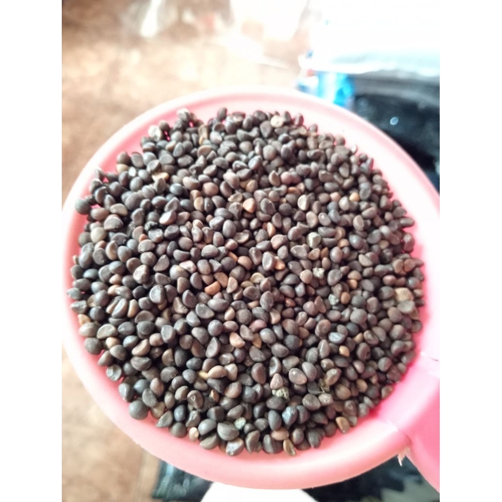 Benih/Bibit Kangkung Super Curah