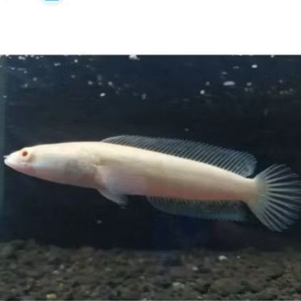 Channa Striata Albino 5-6Cm Good Quality Hiasan Aquarium