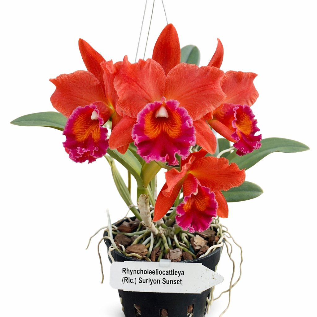 [ DEWASA ] Rhyncholaeliocattleya Suriyon Sunset : Pesona Merah yang Abadi dari Dunia Cattleya