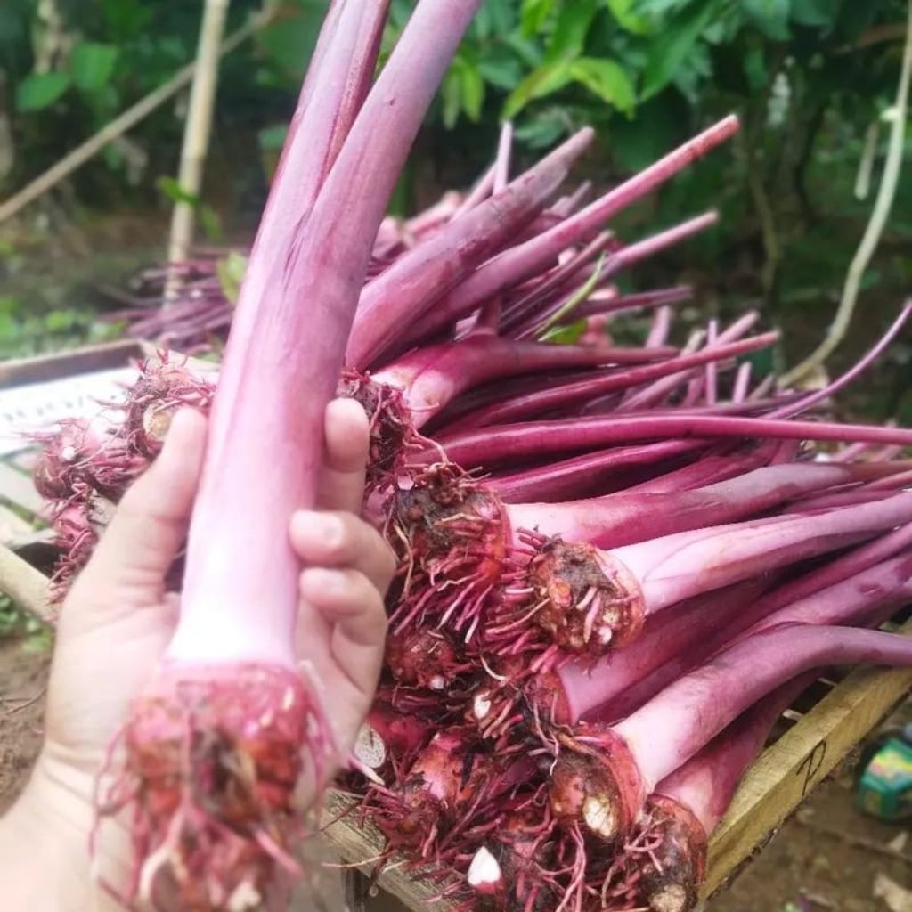 bibit talas ungu Bogor ( talas Pratama)