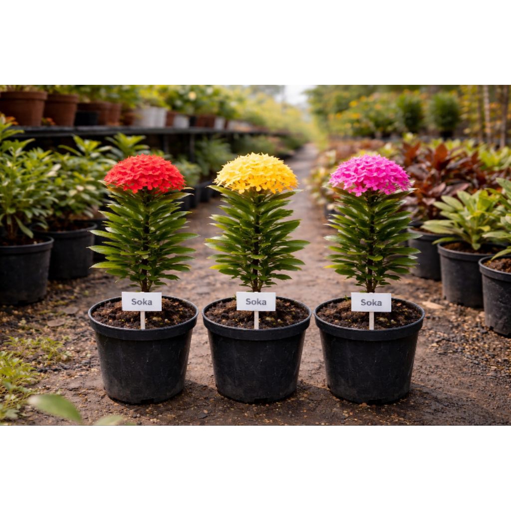 Soka jepang tanaman hias bunga soka jeoang asoka tanaman hias berbunga