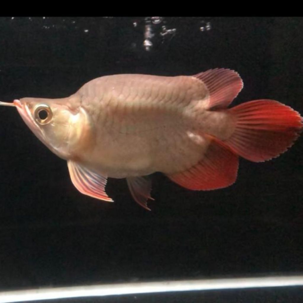 Arwana SR Short Body Baby