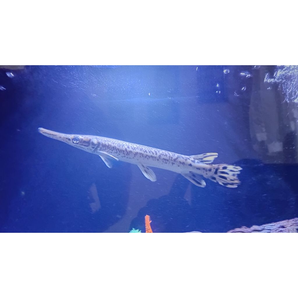 Hiasan Akuarium aligator Spatula 40cm - Desain Alami, Cocok untuk Aquascape