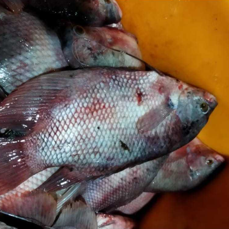 Ikan Gurame Utuh Isi 3-5 Ekor Frozen 1Kg